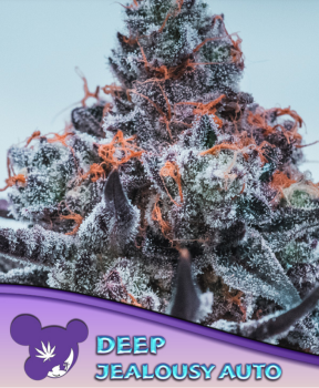 Samen 3x Deep Jealousy Automatik Anesia seeds